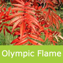 Sorbus Olympic Flame Leaf colour
